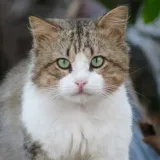 Gato curioso y saludable - Atención veterinaria para gatos en Guadalajara