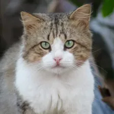 Gato curioso y saludable - Atención veterinaria para gatos en Guadalajara