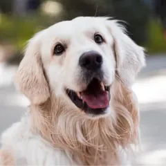 Perro feliz y saludable - Atención veterinaria para perros en Guadalajara
